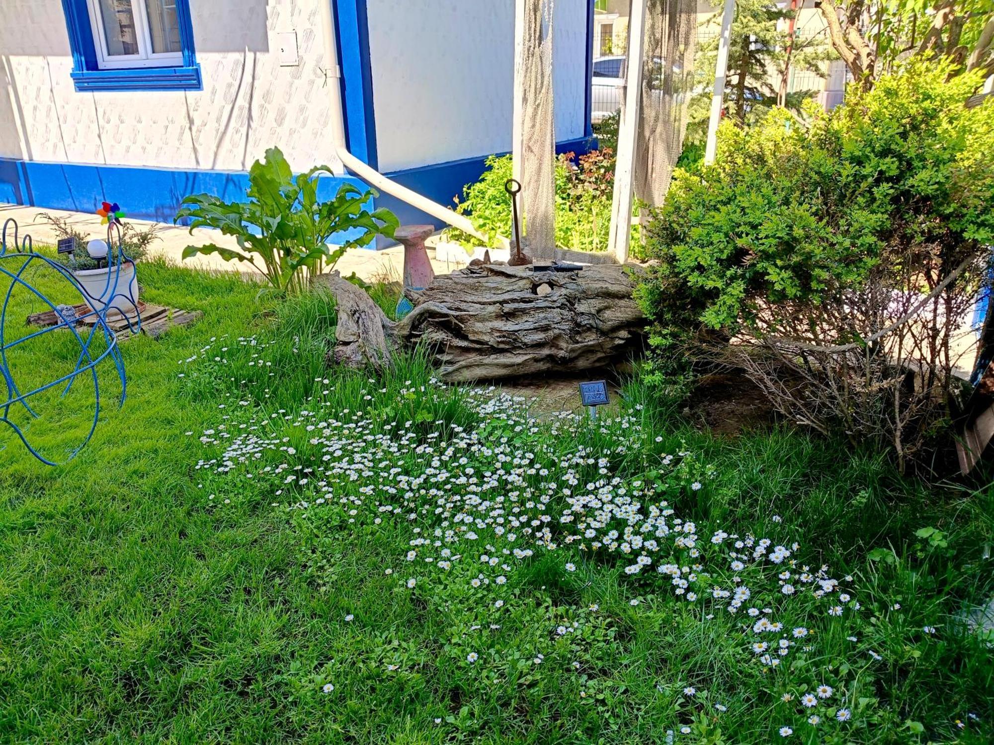 Casa Babica Guesthouse Costinești Dış mekan fotoğraf
